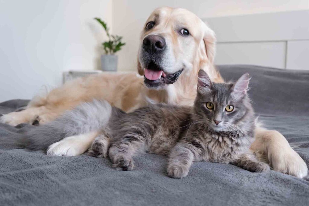 Convivir con perros y gatos en casa: Un impulso para tu salud física, emocional y mental