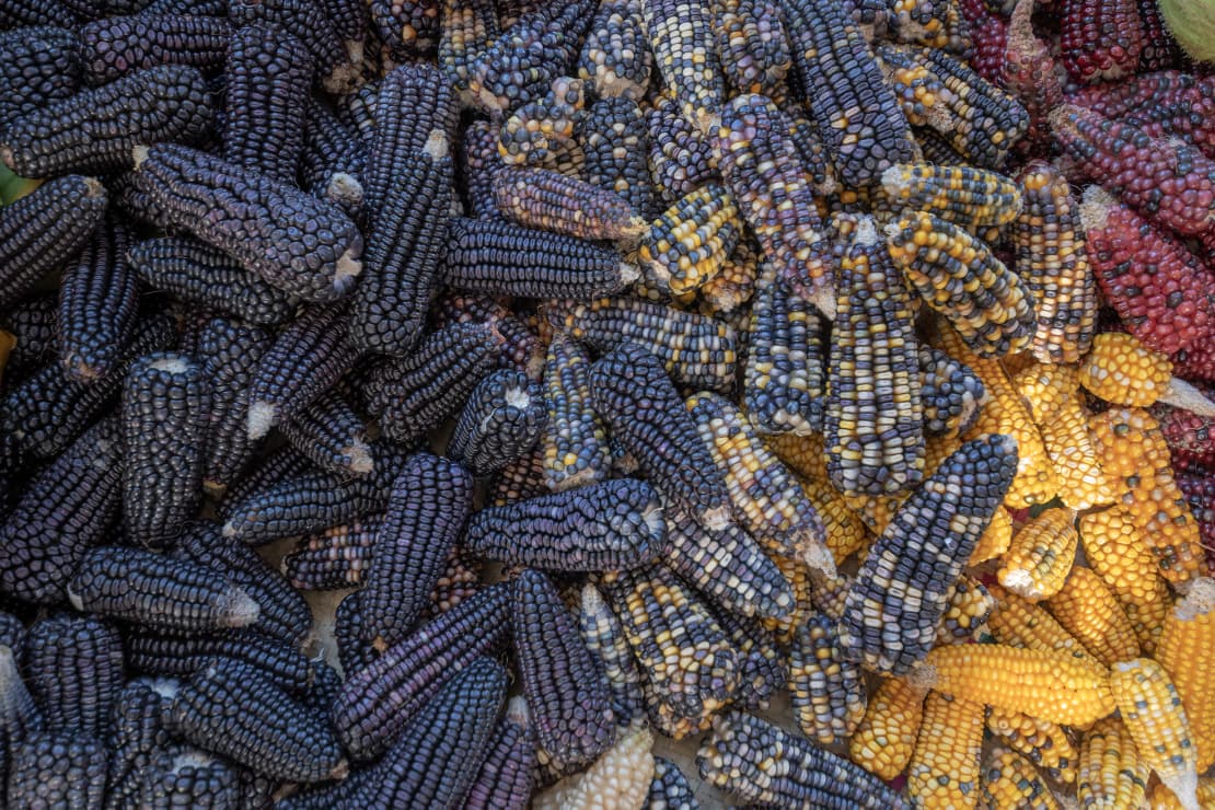 Foto: Feria de la Agrobiodiversidad 2025