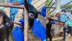 Primer Caso de Gusano Barrenador en Tlacolula