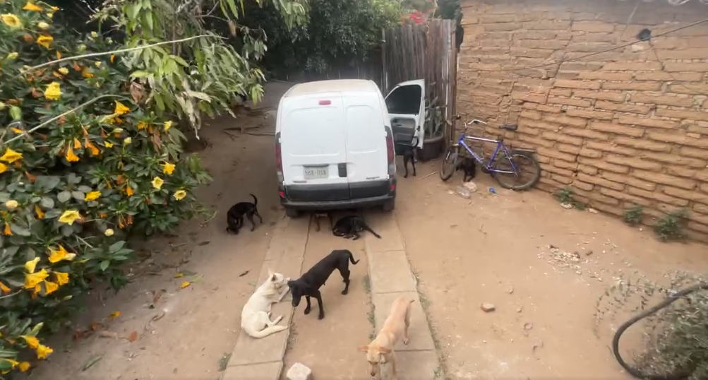Foto: Cae Centro Sacrificio Canino Lachigolo Oaxaca - Difusión Oaxaca